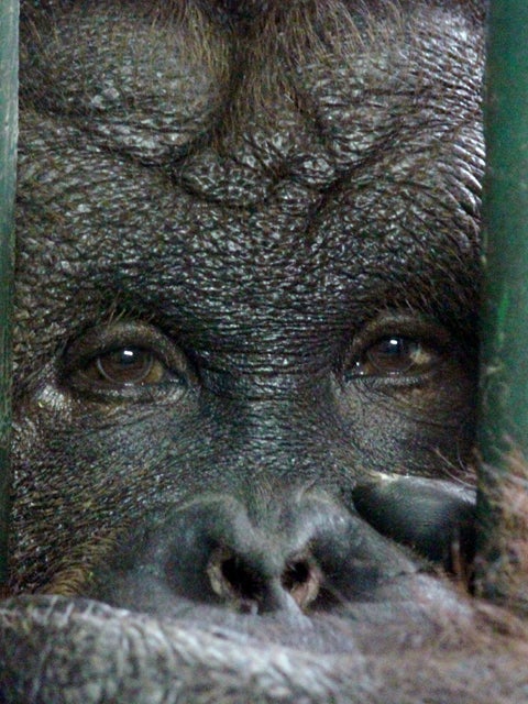 オランウータンのアップの写真